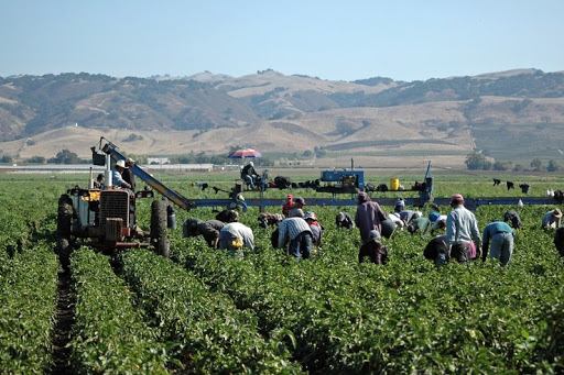 Farmworkers and Laborers, Crop, Nursery, and Greenhouse